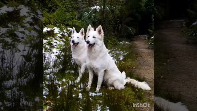 Разновидность собак породы овчарка смотреть онлайн