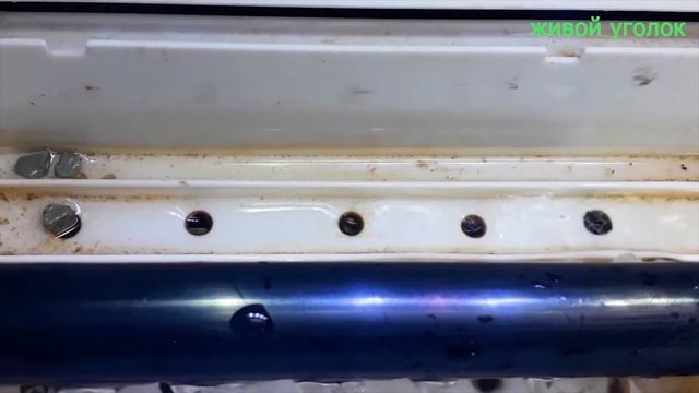 КРЕВЕТКА ФИЛЬТРАТОР/БАНАНОВАЯ КРЕВЕТКА/КАК КОРМИТЬ КРЕВЕТКУ ФИЛЬТРАТОРА смотреть онлайн