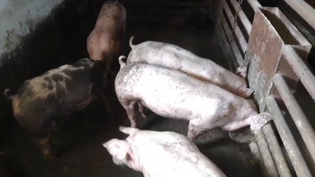 Зерно с поля, ЯД или... смотреть онлайн