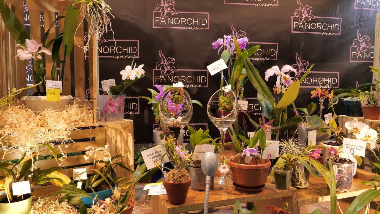 Орхидеи на вднх павильон цветоводство. Орхидиум выставка. Орхидиум 2023. Орхидиум 2024. Планета орхидей выставка.