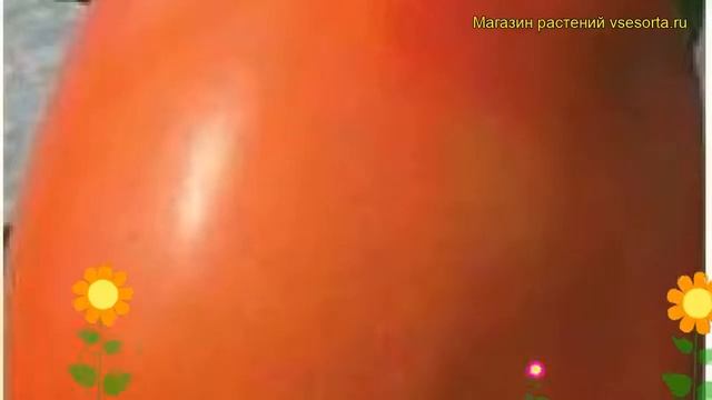 Томат обыкновенный Гусиное Яйцо. Краткий обзор, описание характеристик, где купить семена смотреть онлайн