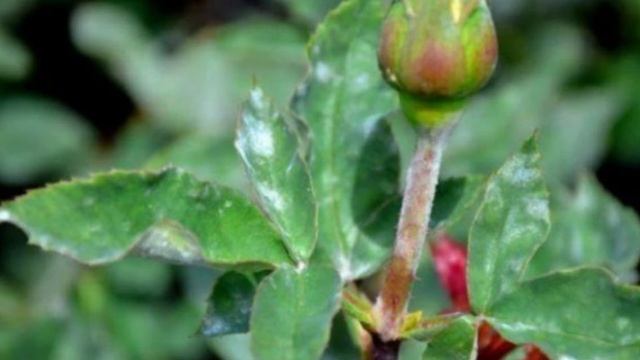 Как избавить листья розы от черных пятен без химии: полезные советы для каждой хозяйке смотреть онлайн