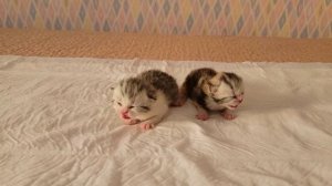Маленькие котята громко мяукают когда рядом нет мамы кошки