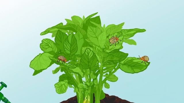 Средство от колорадского жука Командор (ТВ) смотреть онлайн