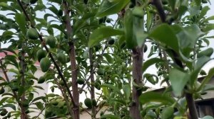 Колоновидные яблони, колоновидные сливы, карликовые яблони и другие плодовые деревья в моем саду.