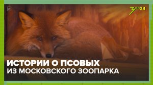 Псовые | Московский зоопарк | ЗОО 24