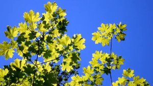 ПО МУРОМСКОЙ ДОРОЖКЕ исп. Наталия Муравьева  Лучшие застольные народные песни Лес Сосны Природа Лет