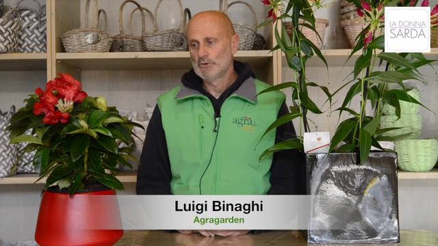 La primavera arriva in anticipo col rododendro e la gloriosa смотреть онлайн