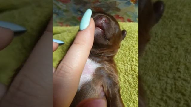 Русская Цветная Болонка смотреть онлайн