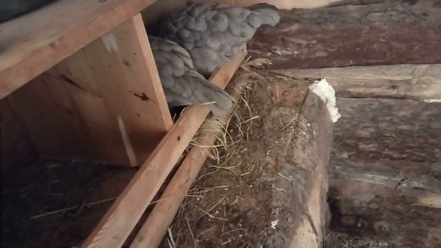 ПЕРЕПЕЛКИ ФЕНИКС/ КОРМЯТ И ПОЯТ/ РЕАЛЬНЫЙ ДОХОД/Моя жизнь в дереве. смотреть онлайн