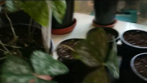 Кислица треугольная. Посадка и особенности периода покоя