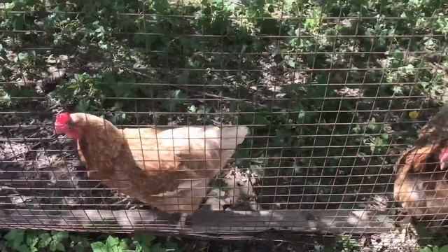 Пора сажать огурцы / грядка для огурцов / лунки с компостом и перегноем / подкормка смотреть онлайн