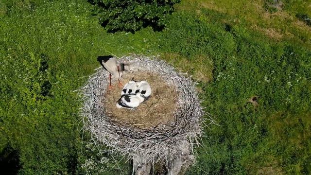 Аисты на гнезде в деревне Кувизино Валдайского района смотреть онлайн