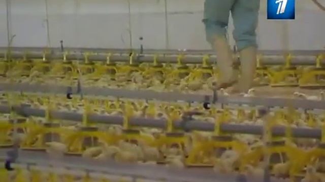 топ самых Редких профессий смотреть онлайн