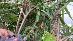 How to air layering guava tree