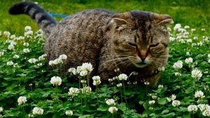 Злая кошка.Кошка Плюшка рычит и шипит