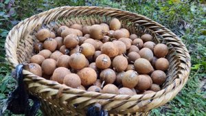 Chuc Thi Duong Harvest, sapodilla fruit brought to the market to sell _make a nest for ducks