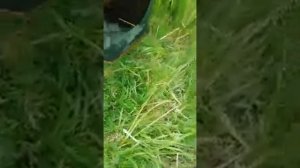 Рыбалка в Пензенской обл., Неверкино, пруд "Сухой-2". Приглашаем к нам на рыбалку! +79374094444.