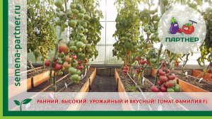 РАННИЙ, ВЫСОКИЙ, УРОЖАЙНЫЙ И ВКУСНЫЙ! ТОМАТ ФАМИЛИЯ F1