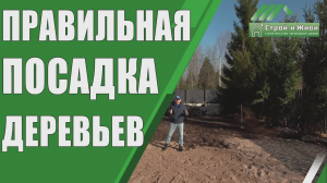 Посадка деревьев на участке. Живая изгородь ограждающая от взглядов соседей. “Строй и Живи”