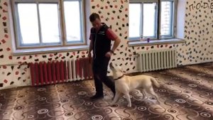 Как научить собаку команде «рядом»