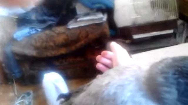 Вороненок ^^ смотреть онлайн