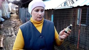 Каннибализм и расклев  у кур. Причины и решение проблемы.
