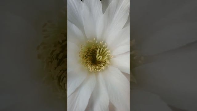 Echinopsis Subdenudata Cactus in Bloom Again