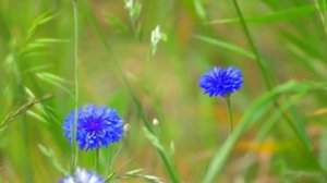 Общий исцеляющий настрой академика Г. Н. Сытина