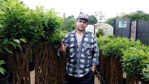 Exotic Tree 2020 Плетеное дерево Русская пальма Московская область