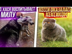 Невинка воображуля Будни наших подопечных. Кесси оказалась Мальчиком.Заказали дверь в Котизал.
