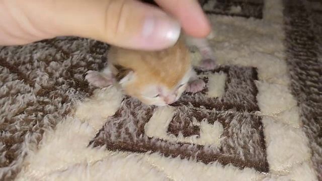 Маленький котята ? #британскиекотята #британскиекошки #котики #котята #кошки