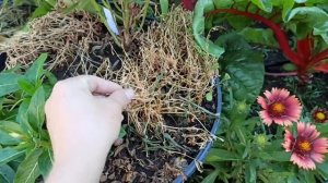 Первые Томаты. Корейский Стелющийся. Горшечный садик это мучение! Гортензия Пинк Аннабель и мой Сад