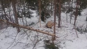 Как установить петлю на волка