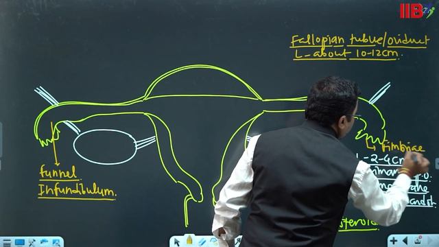 Human Reproduction Part 2