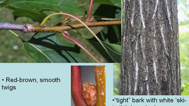 Northern Red Oak (Quercus rubra) смотреть онлайн