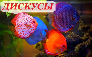 Дискусы в аквариуме. Содержание, разведение и совместимость