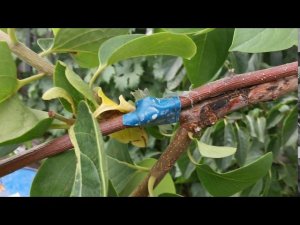 Хурма Белогорье и Н-120