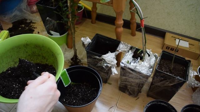 Пересадка цитрусовых в квартирных условиях смотреть онлайн