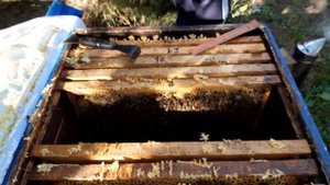 сборка гнезда в зиму