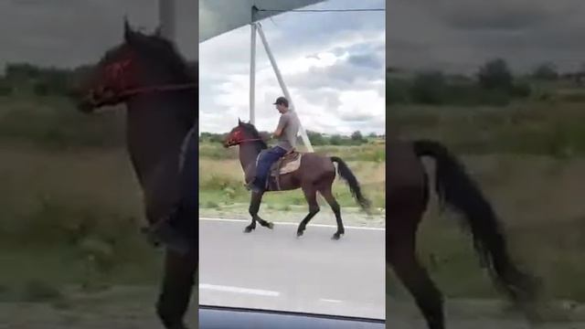 Жеребец Карачаевской породы Мулан, иноходец ) смотреть онлайн