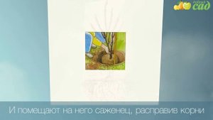 Посадка кизила - как правильно посадить кизил