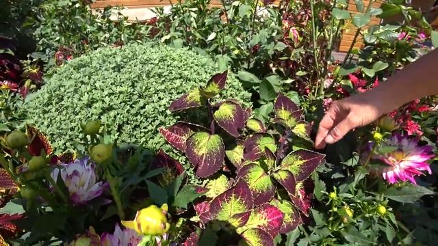 Первые помидорки. О колеусах, вегетативных и семенных, их отличие. смотреть онлайн