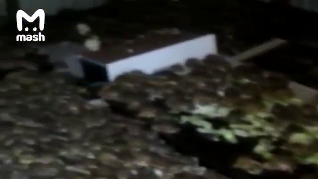 Таможенники Оренбургской области спасли 4000 черепах. смотреть онлайн