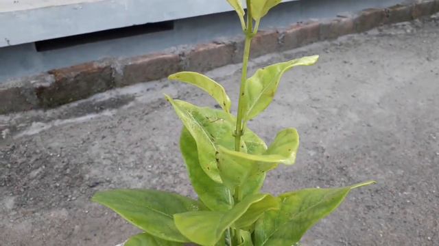 Yellow Mandevilla//Wild Allamanda vine plant care in malayalam смотреть онлайн