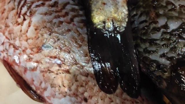 ПОДСКАЖИТЕ ЧТО ЗА РЫБА. ЖАРЮ РЕЧНУЮ РЫБУ смотреть онлайн