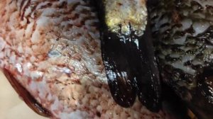 ПОДСКАЖИТЕ ЧТО ЗА РЫБА. ЖАРЮ  РЕЧНУЮ РЫБУ