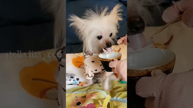🐾Спасибо, на здоровье, я наелась😋 (китайская хохлатая)#hairlessdog #shortsvideo #мультик смотреть онлайн
