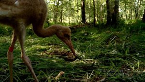 Окский биосферный заповедник