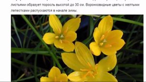 Зефирантес – удивительный комнатный цветок